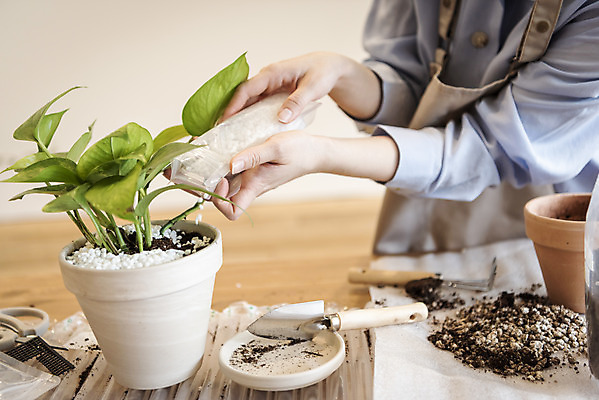 포토 JPG 식물 여자 화분 화초 실내 한명 들기 상반신 20대 성인 취미 앞모습 한국인 붓기 모종삽 원예 분갈이 심기 흰돌 성인여자한명만 지퍼백 반려식물 국내포토 1 뷰포인트 모션 사람 동양인 청년 내부 돌_바위 삽 패키지 여자한명만 성인여자만 파일형식