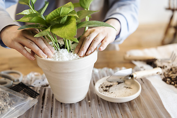 포토 JPG 식물 여자 화분 화초 실내 한명 근접촬영 상반신 20대 성인 취미 앞모습 아웃포커스 한국인 누름 모종삽 원예 정리 분갈이 성인여자한명만 반려식물 국내포토 1 뷰포인트 모션 촬영기법 사람 동양인 청년 내부 삽 여자한명만 성인여자만 파일형식