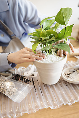 포토 JPG 식물 여자 화분 화초 실내 한명 상반신 20대 성인 취미 앞모습 한국인 누름 원예 정리 분갈이 성인여자한명만 반려식물 국내포토 1 뷰포인트 모션 사람 동양인 청년 내부 여자한명만 성인여자만 파일형식