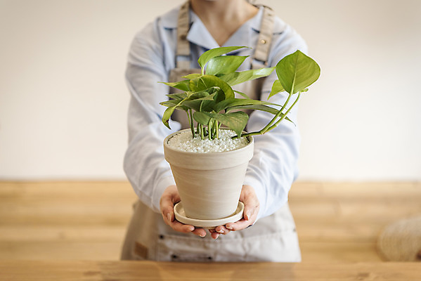 포토 JPG 식물 여자 화분 화초 실내 한명 들기 상반신 20대 성인 취미 앞모습 한국인 원예 보여주기 분갈이 스킨답서스 성인여자한명만 반려식물 국내포토 1 뷰포인트 모션 사람 동양인 청년 내부 여자한명만 성인여자만 파일형식