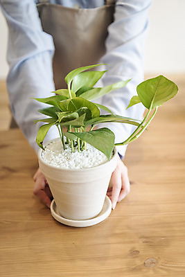 포토 JPG 식물 여자 화분 화초 실내 한명 상반신 20대 성인 취미 앞모습 한국인 잡기 원예 보여주기 분갈이 스킨답서스 성인여자한명만 반려식물 국내포토 1 뷰포인트 모션 사람 동양인 청년 내부 여자한명만 성인여자만 파일형식