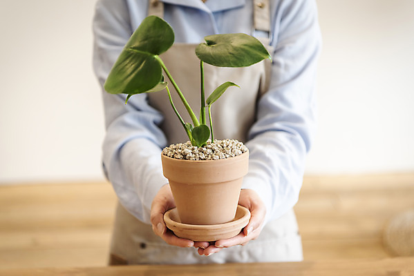 포토 JPG 식물 여자 화분 화초 실내 한명 들기 상반신 20대 성인 취미 앞모습 한국인 원예 보여주기 몬스테라 분갈이 성인여자한명만 반려식물 국내포토 1 뷰포인트 모션 사람 동양인 청년 내부 여자한명만 성인여자만 파일형식