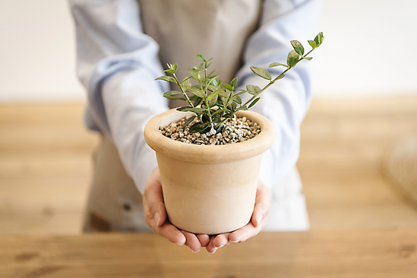포토 JPG 식물 여자 화분 화초 실내 한명 들기 상반신 20대 성인 취미 앞모습 한국인 원예 보여주기 분갈이 올리브나무 성인여자한명만 반려식물 국내포토 나무 1 뷰포인트 모션 사람 동양인 청년 내부 여자한명만 성인여자만 파일형식