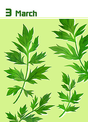 PSD 백그라운드 일러스트 사람없음 초록색 봄 달력 3월 봄나물 쑥 제철 미니멀 제철음식 산나물 국내일러스트 계절 음식 컬러 채소 날짜 나물 파일형식