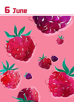 PSD 분홍색 백그라운드 일러스트 사람없음 달력 6월 복분자 제철 미니멀 제철음식 국내일러스트 음식 컬러 과일 날짜 파일형식