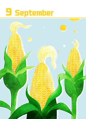 PSD 백그라운드 일러스트 옥수수 사람없음 달력 9월 옥수수껍질 미니멀 제철음식 국내일러스트 음식 곡류 껍질 날짜 제철 파일형식