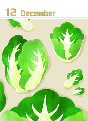 PSD 백그라운드 일러스트 사람없음 초록색 달력 12월 배추 미니멀 제철음식 국내일러스트 음식 컬러 채소 날짜 제철 파일형식