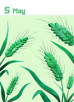 PSD 백그라운드 일러스트 사람없음 초록색 달력 5월 청보리 미니멀 제철음식 국내일러스트 음식 컬러 날짜 보리 제철 파일형식