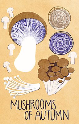 PSD 일러스트 식재료 타이포그라피 사람없음 주황색 버섯 가을 양송이 팽이버섯 느타리버섯 송이버섯 미니멀 제철음식 국내일러스트 문자 계절 음식 컬러 제철 파일형식