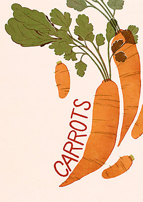 PSD 잎 채소 일러스트 식재료 타이포그라피 사람없음 당근 연분홍색 미니멀 제철음식 국내일러스트 식물 문자 음식 분홍색 뿌리채소 제철 파일형식