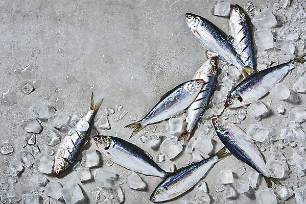 포토 JPG 스튜디오촬영 식재료 실내 사람없음 하이앵글 얼음 전어 제철음식 국내포토 자연요소 음식 뷰포인트 어류 내부 제철 파일형식