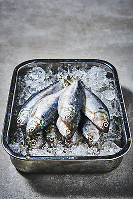 포토 JPG 스튜디오촬영 식재료 쟁반 실내 사람없음 얼음 담기 스테인레스 전어 제철음식 국내포토 자연요소 음식 모션 어류 내부 제철 파일형식