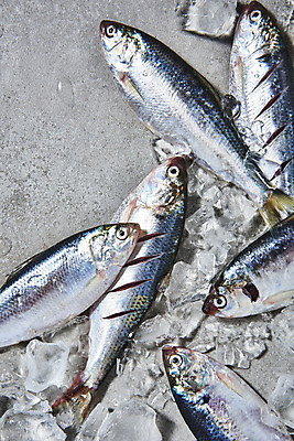 포토 JPG 스튜디오촬영 식재료 실내 사람없음 하이앵글 얼음 칼집 전어 제철음식 국내포토 자연요소 음식 뷰포인트 어류 내부 제철 파일형식