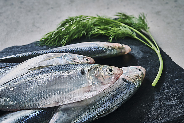 포토 JPG 스튜디오촬영 식재료 실내 사람없음 쌓기 돌판 전어 제철음식 국내포토 음식 모션 어류 내부 돌_바위 제철 파일형식