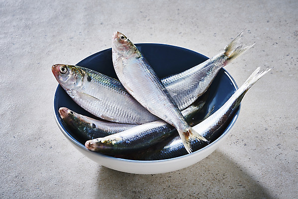 포토 JPG 스튜디오촬영 그릇 식재료 실내 사람없음 담기 전어 제철음식 국내포토 식기 음식 모션 어류 내부 제철 파일형식