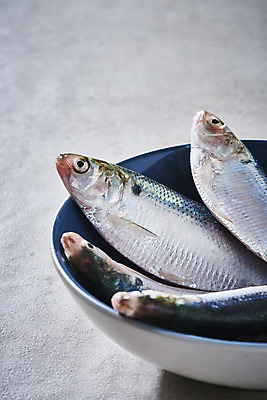 포토 JPG 스튜디오촬영 그릇 식재료 실내 사람없음 담기 전어 제철음식 국내포토 식기 음식 모션 어류 내부 제철 파일형식