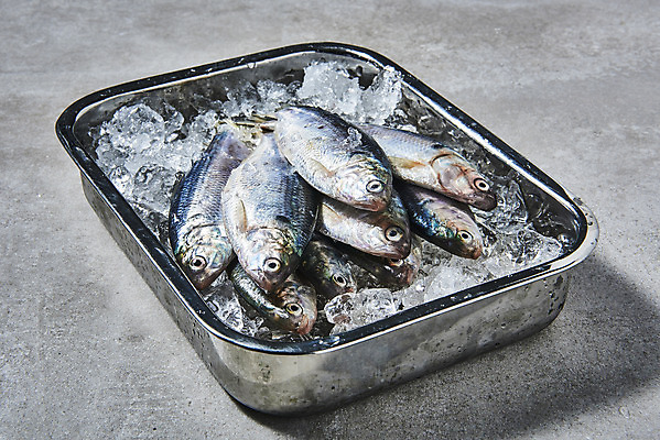 포토 JPG 스튜디오촬영 식재료 실내 사람없음 얼음 담기 스테인레스 전어 제철음식 국내포토 자연요소 음식 모션 어류 내부 제철 파일형식