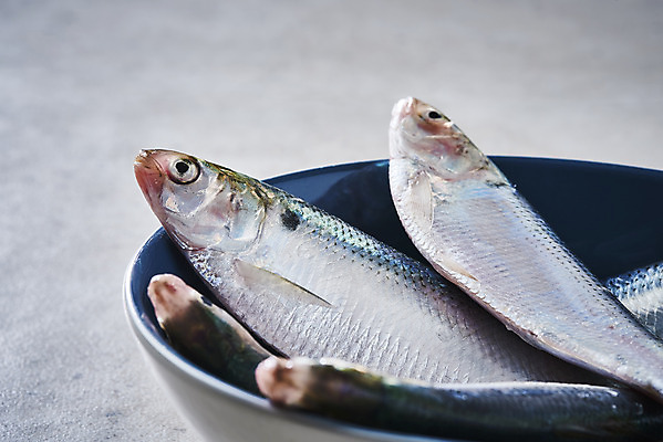 포토 JPG 스튜디오촬영 그릇 식재료 실내 근접촬영 사람없음 담기 전어 제철음식 국내포토 식기 음식 뷰포인트 모션 어류 내부 제철 파일형식