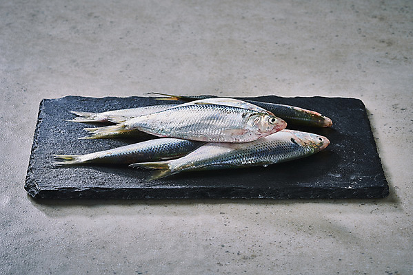 포토 JPG 스튜디오촬영 식재료 실내 사람없음 쌓기 돌판 전어 제철음식 국내포토 음식 모션 어류 내부 돌_바위 제철 파일형식