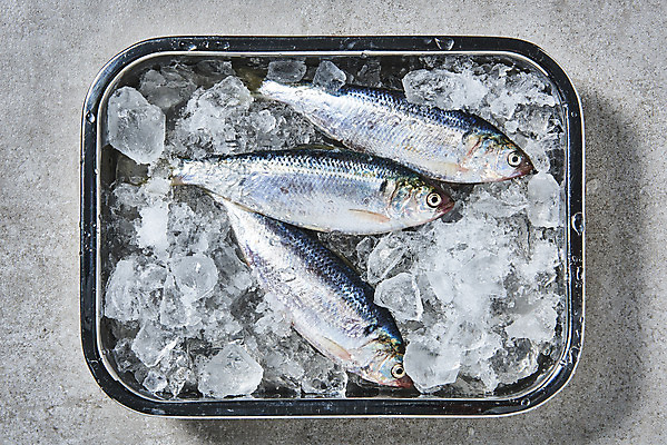 포토 JPG 스튜디오촬영 식재료 쟁반 실내 사람없음 하이앵글 얼음 담기 스테인레스 전어 제철음식 국내포토 자연요소 음식 뷰포인트 모션 어류 내부 제철 파일형식