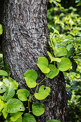 포토 JPG 주간 나무 잎 식재료 사람없음 야외 아웃포커스 경상북도 의령 망개잎 국내포토 자연요소 식물 촬영기법 경상도 경상남도 파일형식