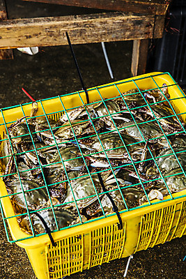 포토 JPG 주간 사람없음 야외 바구니 꽃게 충청남도 담기 특산물 태안 철망 국내포토 자연요소 모션 게 충청도 파일형식