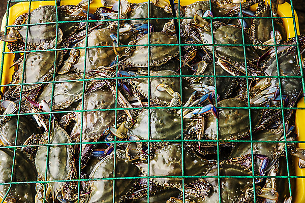 포토 JPG 주간 사람없음 야외 바구니 꽃게 충청남도 담기 특산물 태안 철망 국내포토 자연요소 모션 게 충청도 파일형식