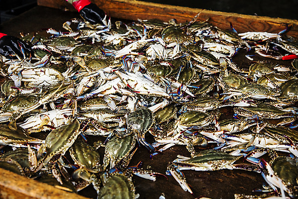 포토 JPG 주간 사람없음 야외 꽃게 충청남도 담기 특산물 태안 국내포토 자연요소 모션 게 충청도 파일형식