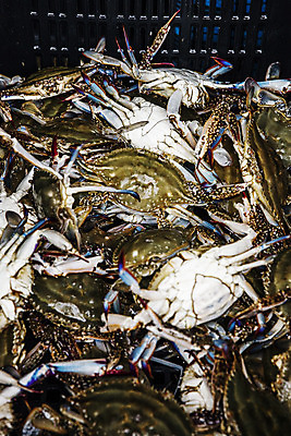 포토 JPG 주간 사람없음 야외 꽃게 충청남도 특산물 태안 국내포토 자연요소 게 충청도 파일형식