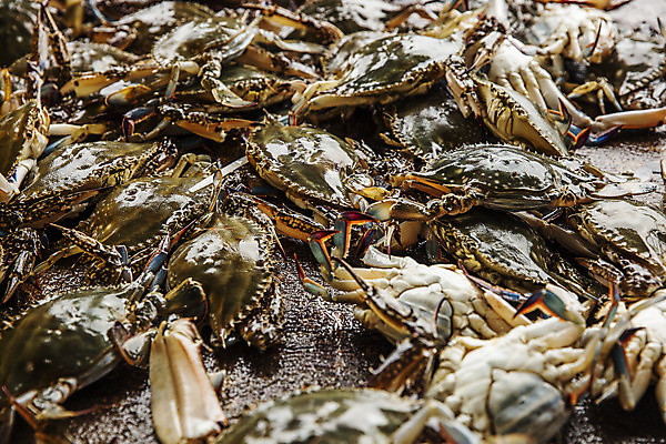 포토 JPG 주간 사람없음 야외 꽃게 충청남도 특산물 태안 국내포토 자연요소 게 충청도 파일형식