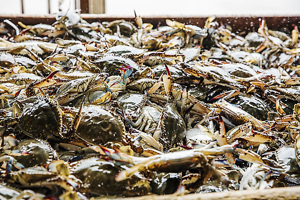 포토 JPG 주간 사람없음 야외 꽃게 충청남도 가득함 특산물 태안 국내포토 자연요소 게 충청도 파일형식