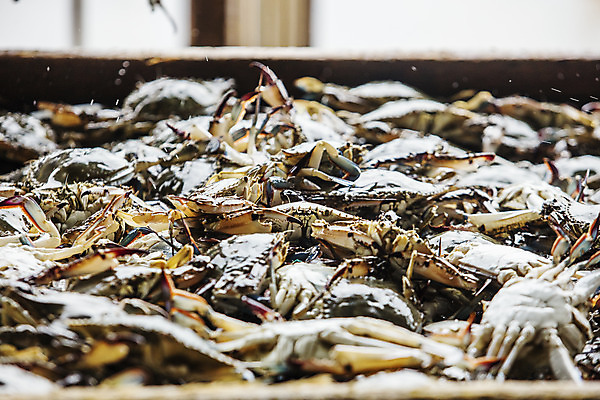 포토 JPG 주간 사람없음 야외 꽃게 소프트포커스 충청남도 가득함 특산물 태안 국내포토 자연요소 촬영기법 게 충청도 파일형식