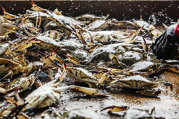 포토 JPG 주간 손 야외 아웃포커스 신체부위 꽃게 잡기 충청남도 특산물 튀는물 태안 스플래쉬 국내포토 자연요소 모션 촬영기법 사람 게 액체표현 충청도 파일형식