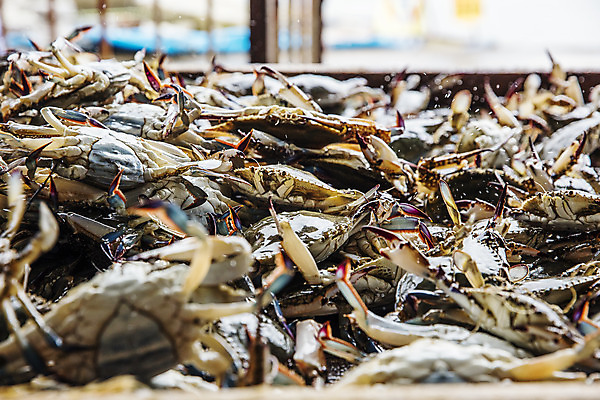 포토 JPG 주간 사람없음 야외 아웃포커스 꽃게 충청남도 가득함 특산물 태안 국내포토 자연요소 촬영기법 게 충청도 파일형식