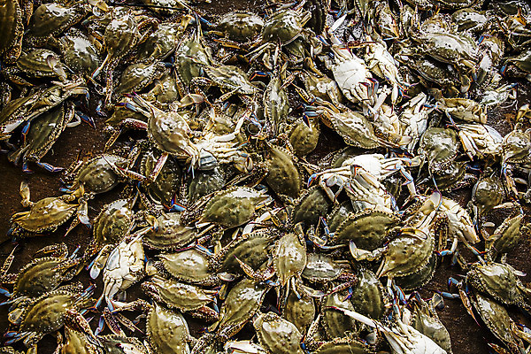 포토 JPG 주간 사람없음 야외 하이앵글 꽃게 충청남도 가득함 특산물 태안 국내포토 자연요소 뷰포인트 게 충청도 파일형식