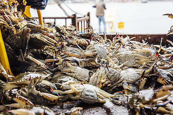 포토 JPG 주간 실루엣 한명 야외 뒷모습 아웃포커스 꽃게 충청남도 특산물 쏟아짐 태안 국내포토 자연요소 1 뷰포인트 모션 촬영기법 사람 게 충청도 파일형식