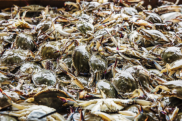 포토 JPG 주간 사람없음 야외 꽃게 충청남도 가득함 특산물 태안 국내포토 자연요소 게 충청도 파일형식