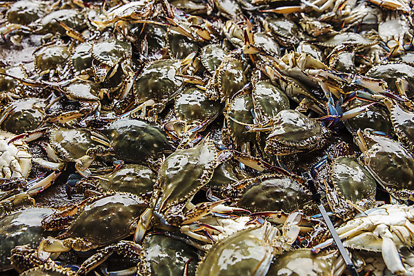 포토 JPG 주간 사람없음 야외 꽃게 충청남도 가득함 특산물 태안 국내포토 자연요소 게 충청도 파일형식