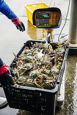 포토 JPG 주간 손 야외 신체부위 바구니 꽃게 충청남도 담기 특산물 태안 무게측정 전자저울 국내포토 자연요소 모션 저울 사람 게 측정 충청도 파일형식