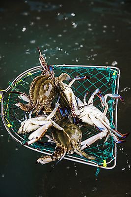 포토 JPG 주간 들기 사람없음 야외 꽃게 뜰채 충청남도 특산물 태안 국내포토 자연요소 모션 게 낚시용품 충청도 파일형식