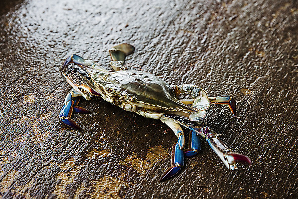 포토 JPG 주간 한마리 바닥 사람없음 야외 꽃게 충청남도 특산물 태안 국내포토 자연요소 1 게 충청도 파일형식