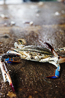 포토 JPG 주간 한마리 바닥 사람없음 야외 아웃포커스 꽃게 충청남도 특산물 태안 국내포토 자연요소 1 촬영기법 게 충청도 파일형식