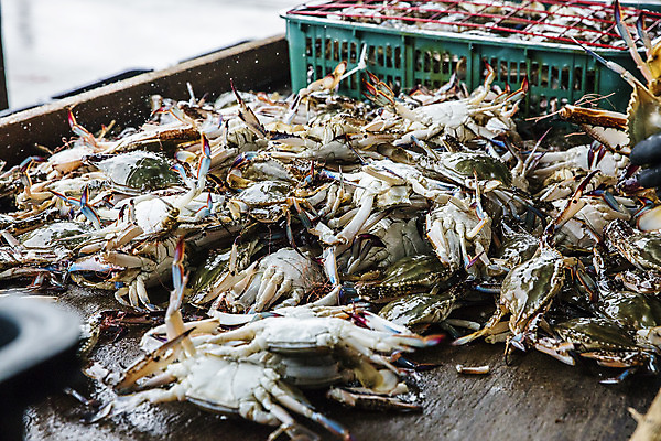 포토 JPG 주간 사람없음 야외 바구니 꽃게 충청남도 특산물 태안 국내포토 자연요소 게 충청도 파일형식