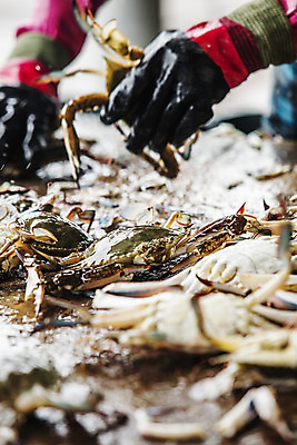 포토 JPG 주간 손 들기 야외 아웃포커스 신체부위 꽃게 소프트포커스 충청남도 특산물 태안 국내포토 자연요소 모션 촬영기법 사람 게 충청도 파일형식