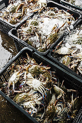 포토 JPG 주간 사람없음 야외 바구니 꽃게 충청남도 담기 특산물 태안 국내포토 자연요소 모션 게 충청도 파일형식