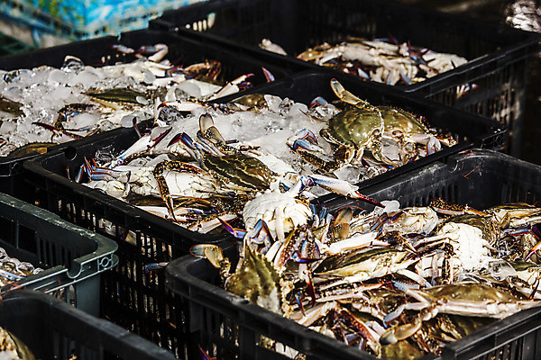 포토 JPG 주간 사람없음 야외 바구니 꽃게 충청남도 담기 특산물 태안 국내포토 자연요소 모션 게 충청도 파일형식