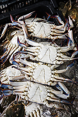 포토 JPG 주간 사람없음 야외 꽃게 충청남도 특산물 일렬 태안 국내포토 자연요소 게 충청도 파일형식