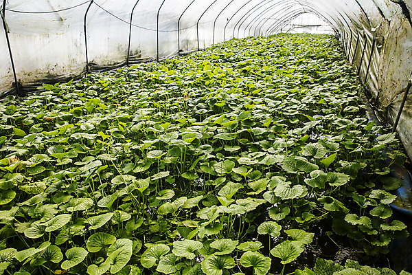 포토 JPG 주간 밭 식재료 실내 사람없음 농사 고추냉이 강원도 비닐하우스 철원 생와사비 국내포토 자연요소 농업 한국 내부 양념 파일형식