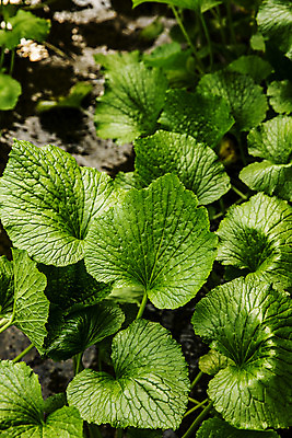 포토 JPG 주간 잎 밭 식재료 사람없음 야외 고추냉이 강원도 철원 생와사비 국내포토 자연요소 식물 농업 한국 양념 파일형식