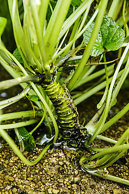 포토 JPG 주간 식재료 사람없음 야외 흙 고추냉이 강원도 철원 생와사비 국내포토 자연요소 한국 양념 파일형식